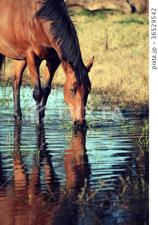 Brown horse drinking from watering hole 36529542