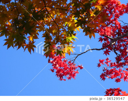 赤紅葉と青空 赤紅葉と青空 36529547