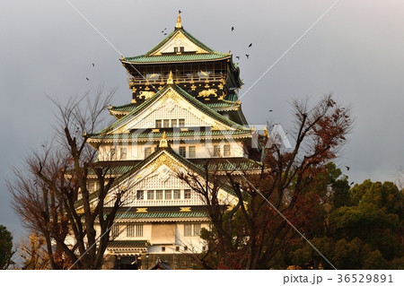 大阪城天守 36529891