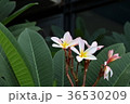 植物 工場 プランツ 36530209