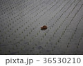 猫 ねこ ネコ 36530210