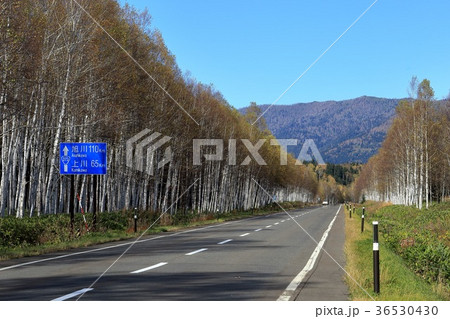 北海道　上士幌　十勝三股の白樺並木 36530430