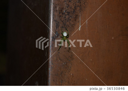 アオオニグモ アオオニグモ 36530846