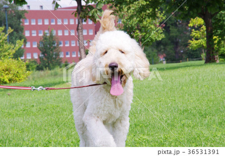 ゴールデンレトリバーとスタンダードプードルのMIX、ゴールデンドゥードル 36531391