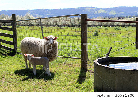 メルボルン　ヤラバレーワイナリー 36531800