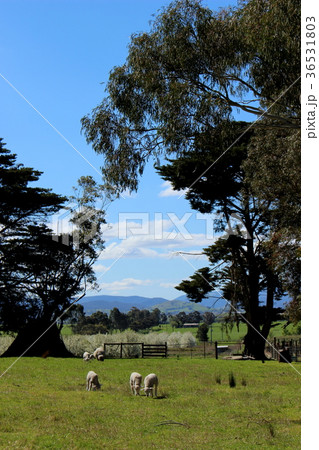 メルボルン　ヤラバレーワイナリー 36531803