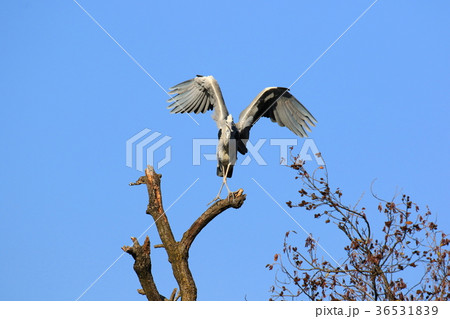 アオサギ 野鳥 鳥 自然 青空 大空 交差 足 羽ばたくの写真素材