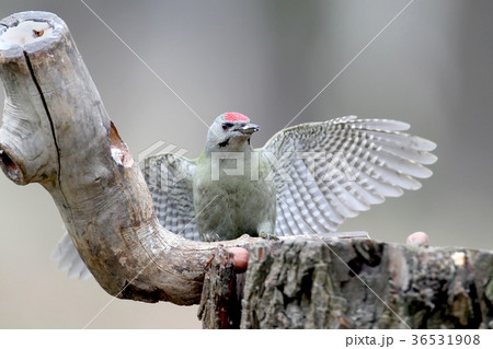 A male of grey woodpecker sits on a forest feeder  36531908