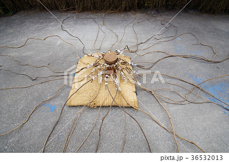 おいのこさん 36532013