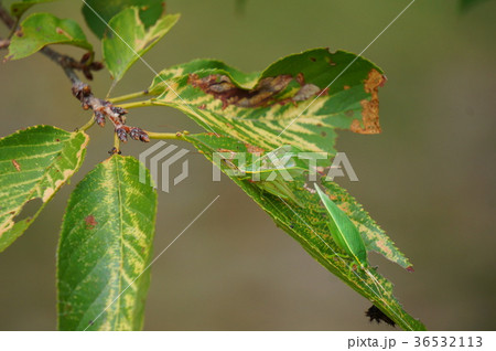 アオマツムシのペア 36532113