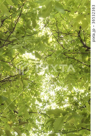 Sun shining through walnut tree leaves background Sun shining through walnut tree leaves background 36532363