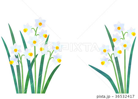 水仙のイラスト素材