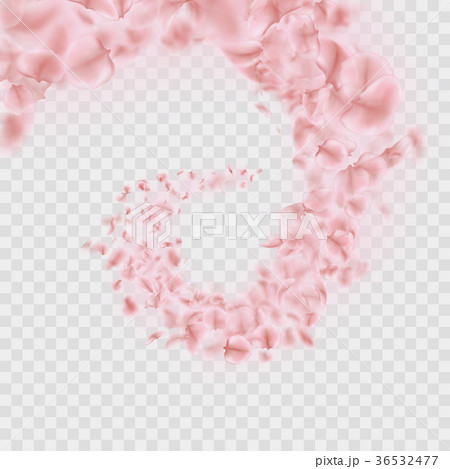 Sakura petals are falling in vortex transparent 36532477