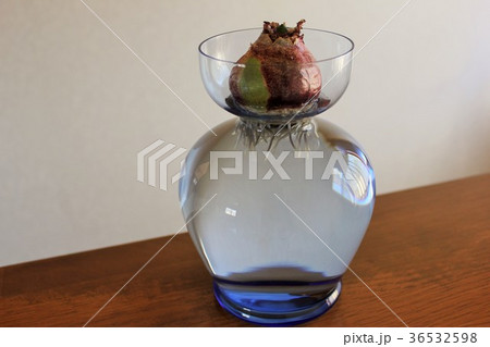 ヒヤシンス　。◯○水栽培○◯。 36532598