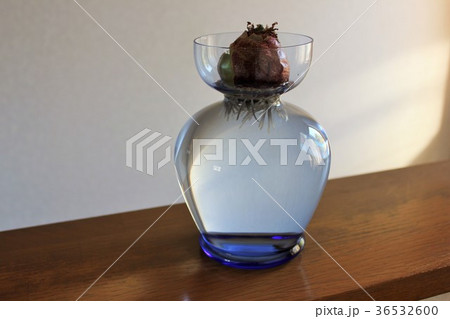 ヒヤシンス　。◯○水栽培○◯。 36532600