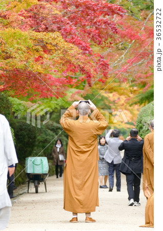 高野山の紅葉と黄葉 高野山の紅葉と黄葉 36532722