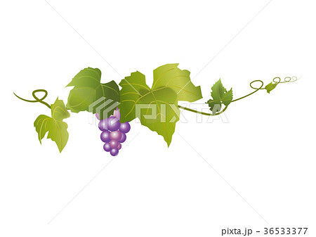 ぶどうのイラスト素材 [36533377] - PIXTA