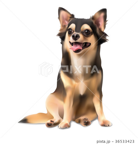 Chihuahua on sitting pose 36533423