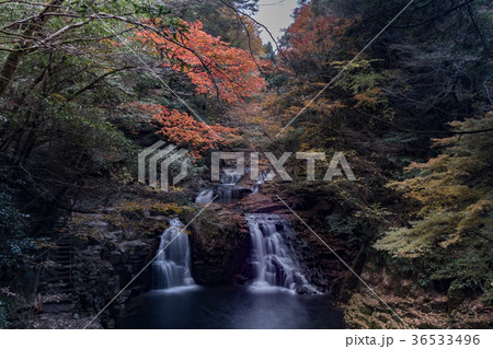 赤目四十八滝と紅葉 36533496