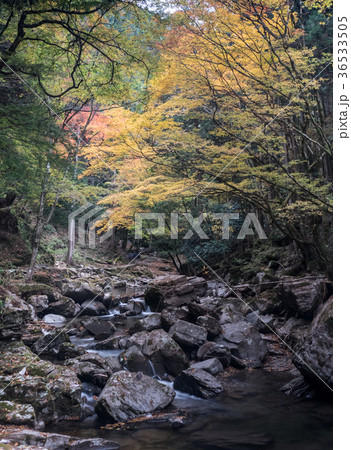 赤目四十八滝と紅葉 赤目四十八滝と紅葉 36533505