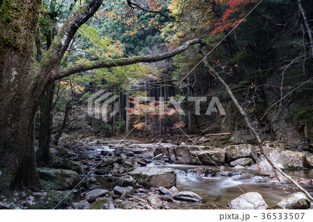 赤目四十八滝と紅葉 赤目四十八滝と紅葉 36533507