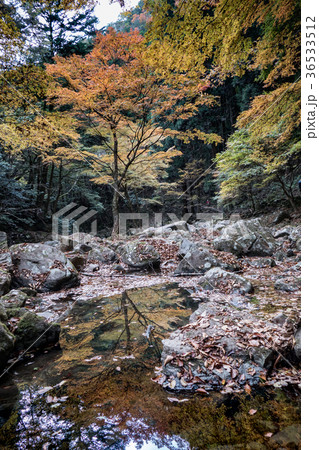 赤目四十八滝と紅葉 36533512