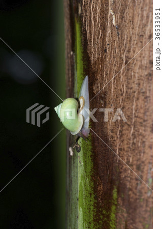 アオミオカタニシ アオミオカタニシ 36533951