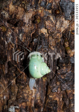 アオミオカタニシ アオミオカタニシ 36533955