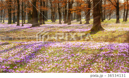 First spring flowers purple crocus in wild nature. 36534131