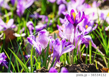 First spring flowers purple crocus in wild nature. 36534132