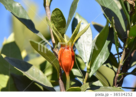 クチナシの実（12月） 36534252