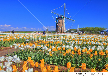 佐倉ふるさと広場のチューリップ 36534310