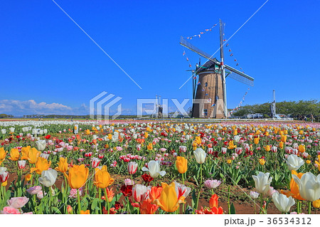 佐倉ふるさと広場のチューリップ 佐倉ふるさと広場のチューリップ 36534312