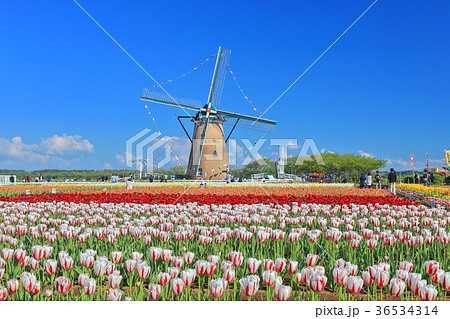 佐倉ふるさと広場のチューリップ 佐倉ふるさと広場のチューリップ 36534314
