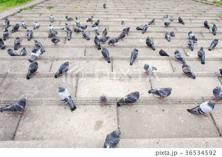鳩の群れ 36534592