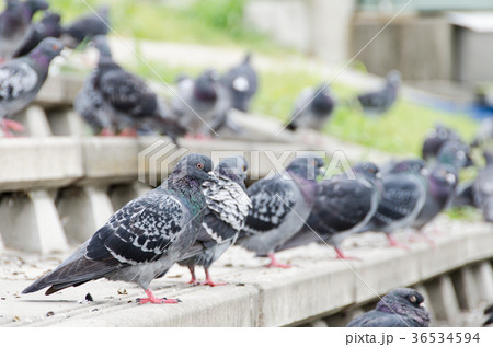 鳩の群れ 36534594