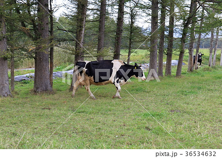 北海道　中標津　かわいい牛（流し撮り） 36534632