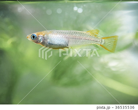 メダカのアップ 36535536