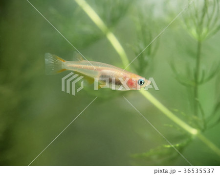 水槽のヒメダカ 36535537