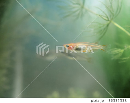水槽のヒメダカ 水槽のヒメダカ 36535538