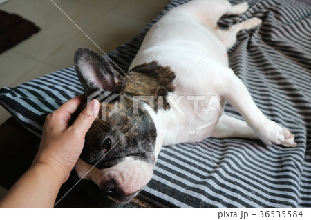 touching a dog or sleepy dog touching a dog or sleepy dog 36535584