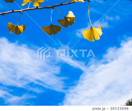 台湾 台中市 台中 36535696