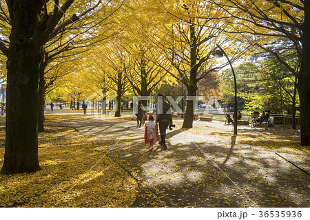 Colorful Yellow Ginko Tree. Autumn in Japan. Colorful Yellow Ginko Tree. Autumn in Japan. 36535936