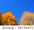 紅葉と青空 36536473