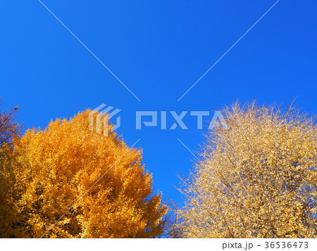 紅葉と青空 36536473