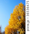 いちょう並木と青空 36536475