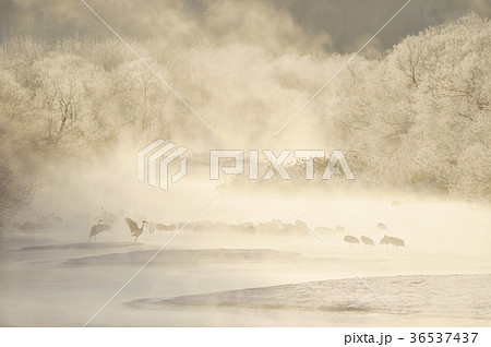 朝陽に染まる樹氷とタンチョウの群れ(北海道・鶴居) 朝陽に染まる樹氷とタンチョウの群れ(北海道・鶴居) 36537437