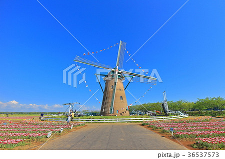 佐倉ふるさと広場のチューリップ 佐倉ふるさと広場のチューリップ 36537573