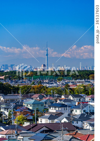 スカイツリーを望む都市風景 スカイツリーを望む都市風景 36537603