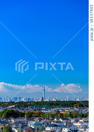 スカイツリーを望む都市風景 スカイツリーを望む都市風景 36537605